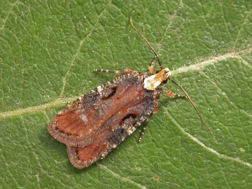 Agonopterix liturosa