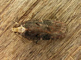 Agonopterix liturosa - photo 2