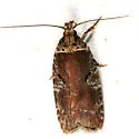 Agonopterix lythrella - Hodges#0857
