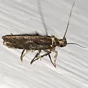 Agonopterix lythrella - Hodges#0857 - photo 2