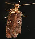 Agonopterix lythrella - Hodges#0857 - photo 3