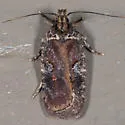 Agonopterix lythrella - Hodges#0857 - photo 4