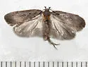 Agonopterix nebulosa - Hodges#0894 - photo 3