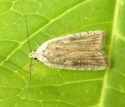Agonopterix nervosa