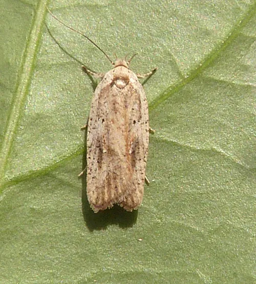 Agonopterix nervosa - photo 2