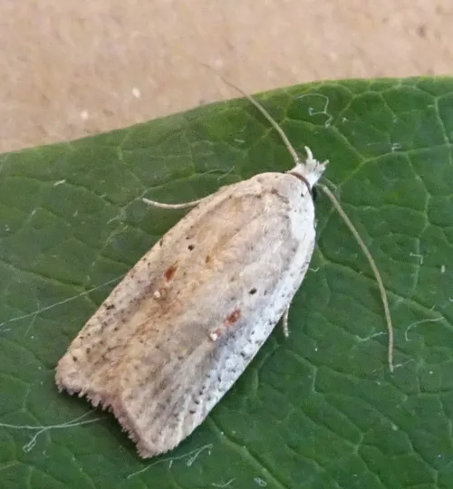 Agonopterix nervosa - photo 3