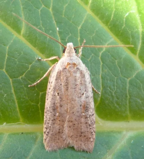 Agonopterix nervosa - photo 4