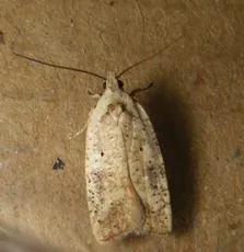 Agonopterix nervosa - photo 5