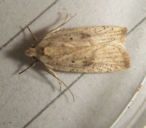 Agonopterix nervosa - photo 6