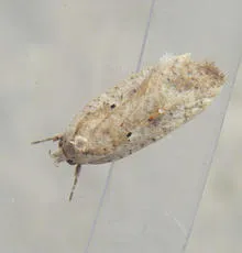 Agonopterix nervosa - photo 7
