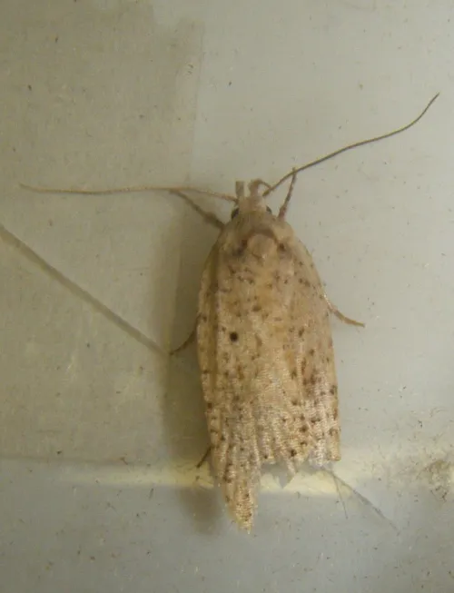 Agonopterix nervosa - photo 8