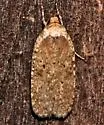 Agonopterix nigrinotella - Hodges#0868