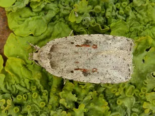 Agonopterix ocellana