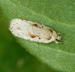 Agonopterix ocellana - photo 2