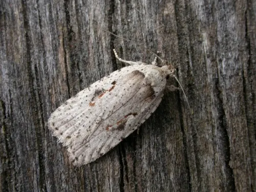 Agonopterix ocellana - photo 3
