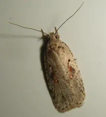 Agonopterix ocellana - photo 4