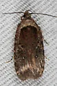 Agonopterix oregonensis - Hodges#0861