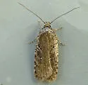 Agonopterix oregonensis - Hodges#0861 - photo 2