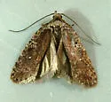 Agonopterix oregonensis - Hodges#0861 - photo 3