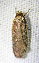 Agonopterix oregonensis - Hodges#0861 - photo 4