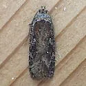 Agonopterix oregonensis - Hodges#0861 - photo 5