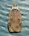 Agonopterix paulae - Hodges#0868.2 - Agonopterix paulae