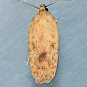 Agonopterix posticella - Hodges#0896