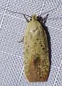 Agonopterix posticella - Hodges#0896 - photo 2