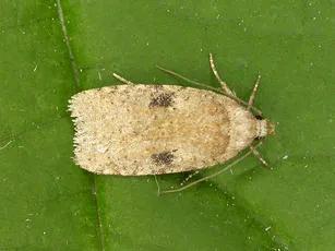 Agonopterix propinquella