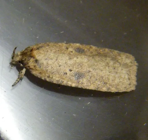 Agonopterix propinquella - photo 2