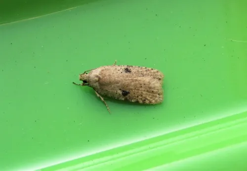 Agonopterix propinquella - photo 3