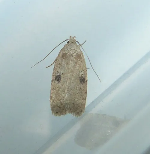 Agonopterix propinquella - photo 4