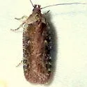 Agonopterix psoraliella - Hodges#0891