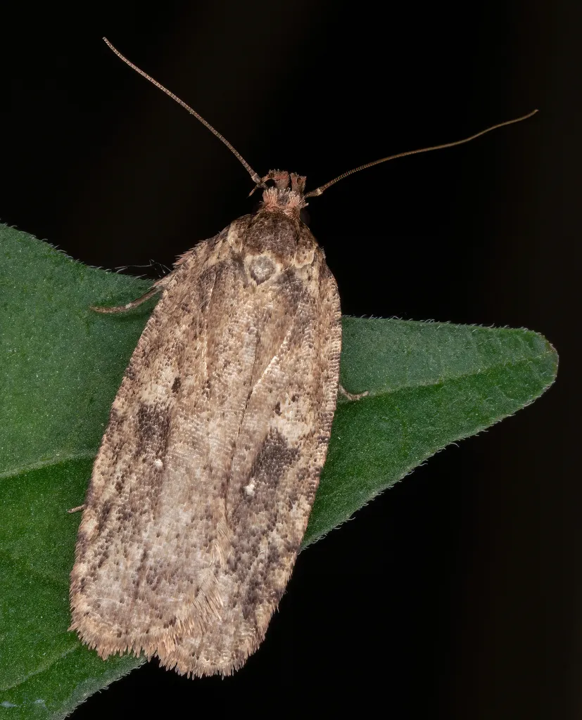 Goldenrod Leaffolder Moth - photo 2