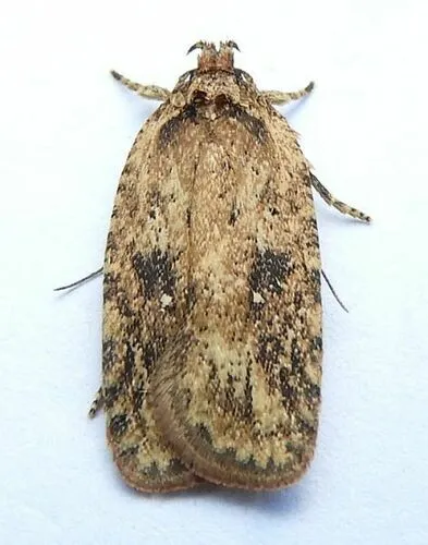 Goldenrod Leaffolder Moth - photo 4