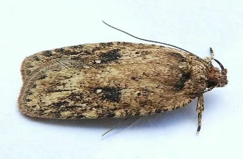 Goldenrod Leaffolder Moth - photo 5