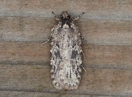 Goldenrod Leaffolder Moth - photo 6