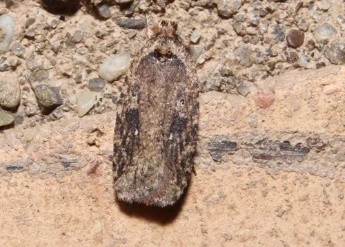 Goldenrod Leaffolder Moth - photo 7