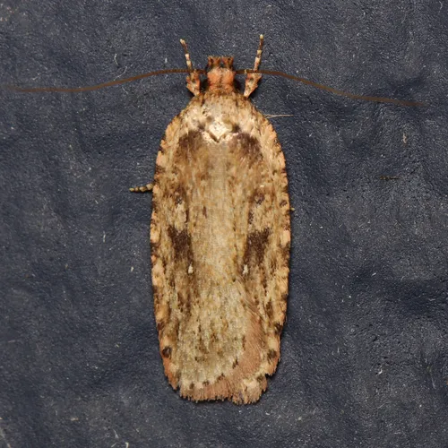 Goldenrod Leaffolder Moth - photo 8