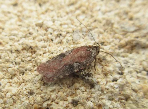 Agonopterix purpurea