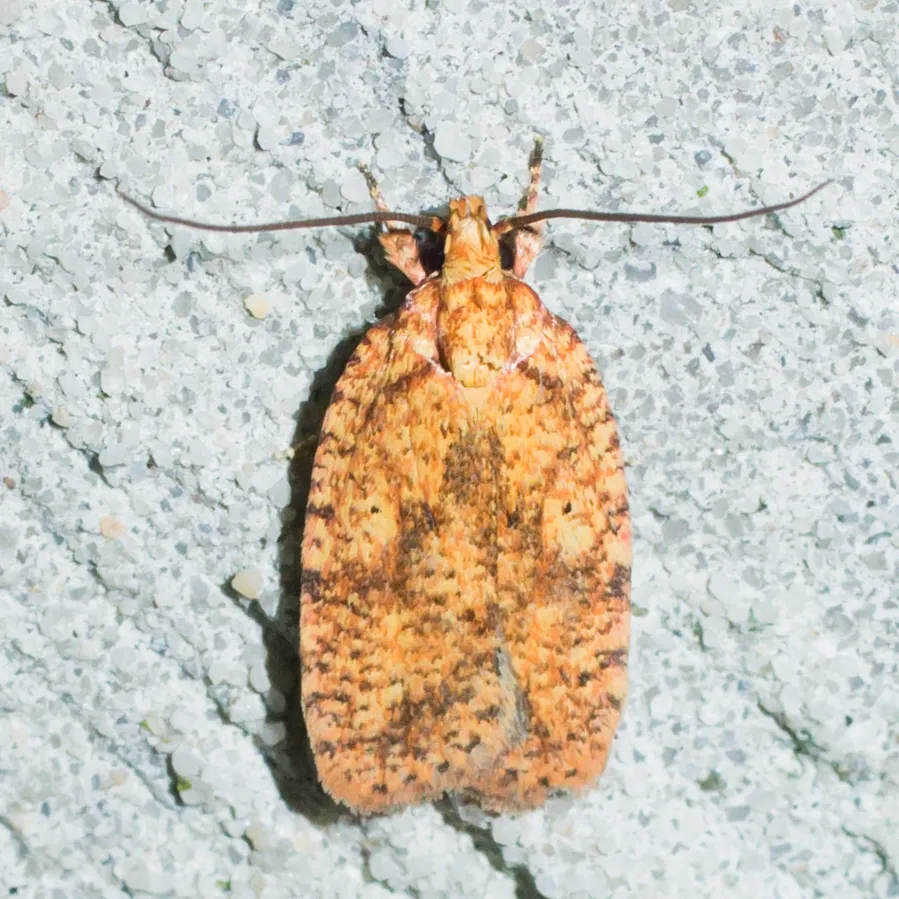 Four-dotted Agonopterix Moth - photo 2