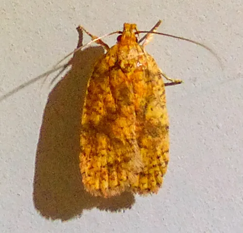 Four-dotted Agonopterix Moth - photo 5