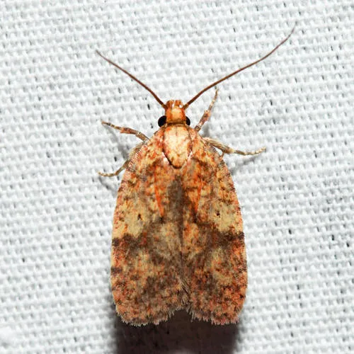 Four-dotted Agonopterix Moth - photo 6