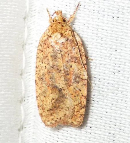 Four-dotted Agonopterix Moth - photo 7