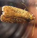 Agonopterix rosaciliella - Hodges#0876