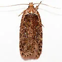Agonopterix rosaciliella - Hodges#0876 - photo 2