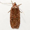 Agonopterix rosaciliella - Hodges#0876 - photo 4