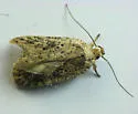 Agonopterix senicionella - Hodges#0881 - photo 5