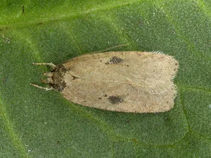 Agonopterix subpropinquella
