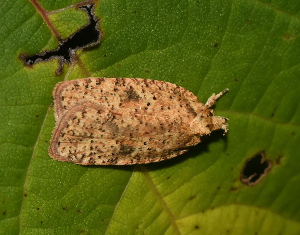 Thelma's Agonopterix Moth - photo 2